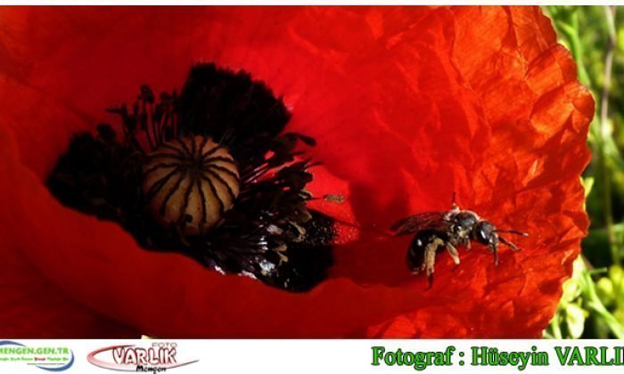 11 Haziran günün fotoğrafı