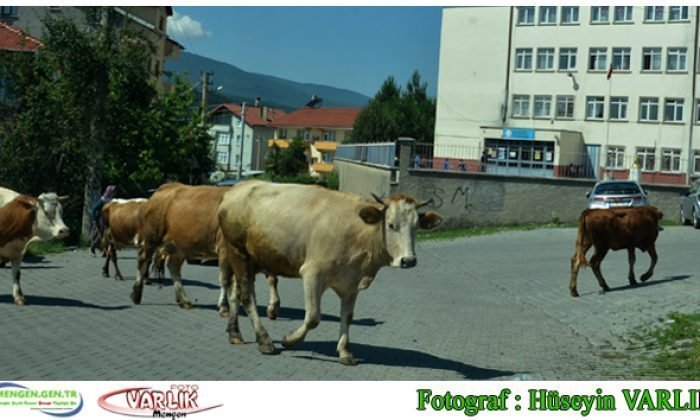 13 Haziran günün fotoğrafı