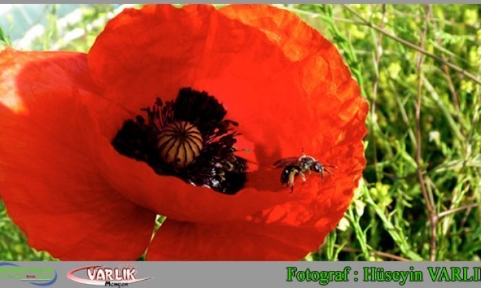 30 Mayıs günün fotoğrafı