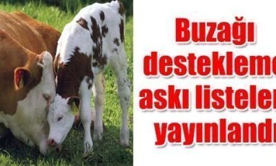 Buzağı destekleme askı listeleri yayınlandı