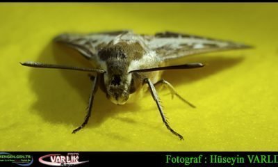 2 AĞUSTOS 2016 – GÜNÜN FOTOĞRAFI