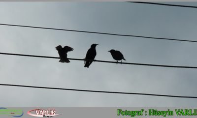 3 AĞUSTOS GÜNÜ FOTOĞRAFI