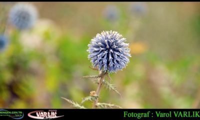 24 AĞUSTOS GÜNÜN FOTOĞRAFI
