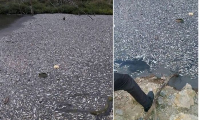 Gökçesu’da Binlerce ölü balık karaya vurdu