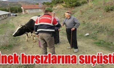 Dörtdivanda İnek hırsızlarına suçüstü