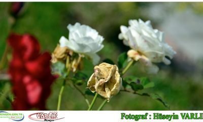 12 Ekim Günün Fotoğrafı