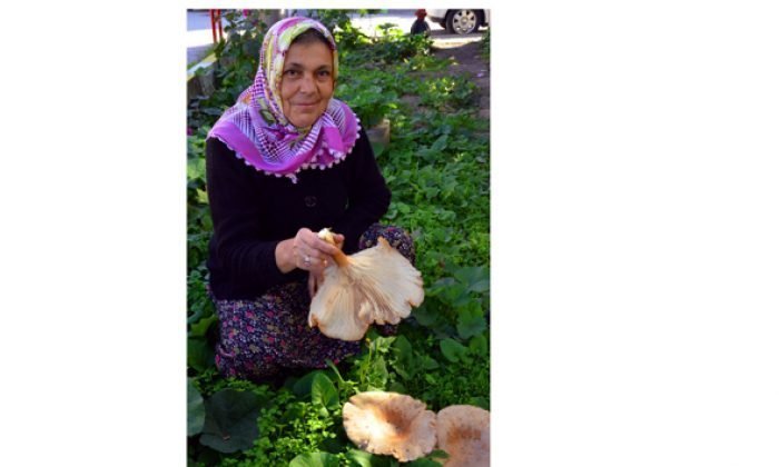Mengen’de Aile boyu ebişke mantarı