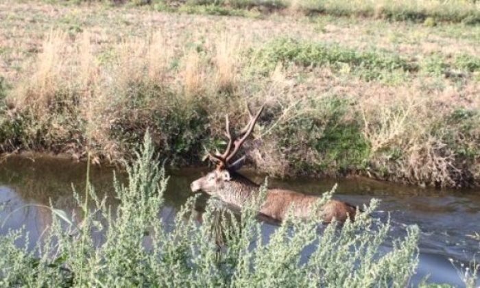 Körübaşı Barajında Su Kanalına Düşen Geyik Kurtarıldı
