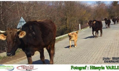 22 Kasım Günün Fotoğrafı