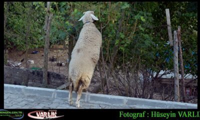 31 Ekim Günün Fotoğrafları