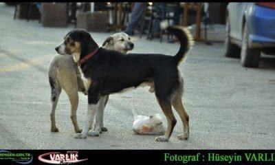 2 Aralık Günün Fotoğrafı