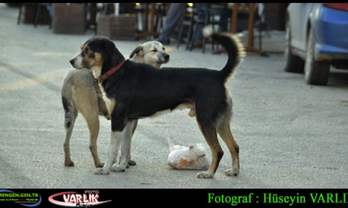 2 Aralık Günün Fotoğrafı