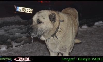 4 Aralık Günün Fotoğrafı