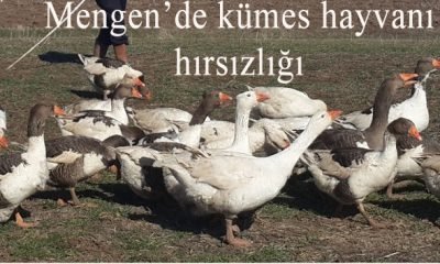 Mengen’de kümes hayvanı hırsızlığı