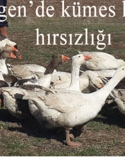 Mengen’de kümes hayvanı hırsızlığı