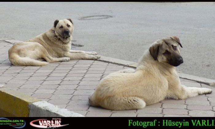 1 Mart Günün Fotoğrafı