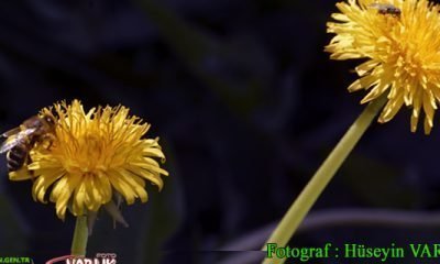 21 Nisan Günün Fotoğrafı