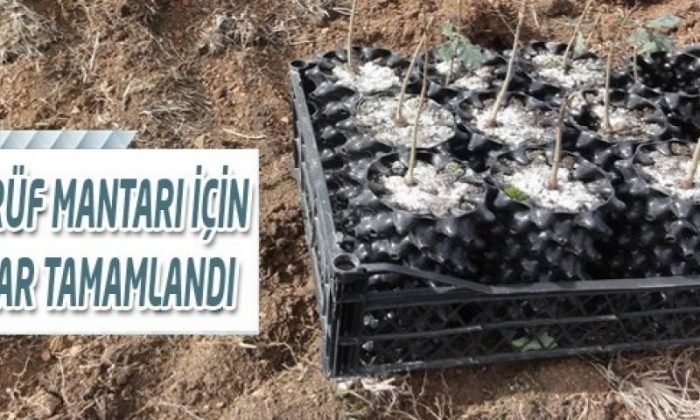 BOLU’DA TRÜF MANTARI İÇİN ÇALIŞMALAR TAMAMLANDI
