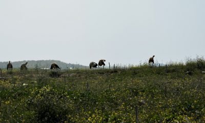5 Mayıs Günün Fotoğrafı