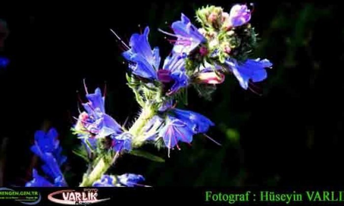 26 Mayıs Günün Fotoğrafı