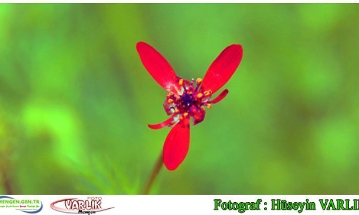 31 Mayıs günün fotoğrafı