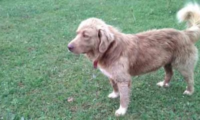 Köpeğin Sahibi aranıyor