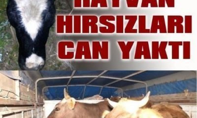 Hayvan hırsızları köylünün canını yakıyor