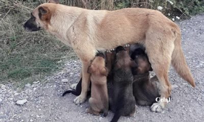 10 Agustos Günün Fotoğrafı
