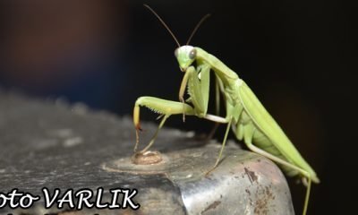17 Haziran Günün Fotoğraf