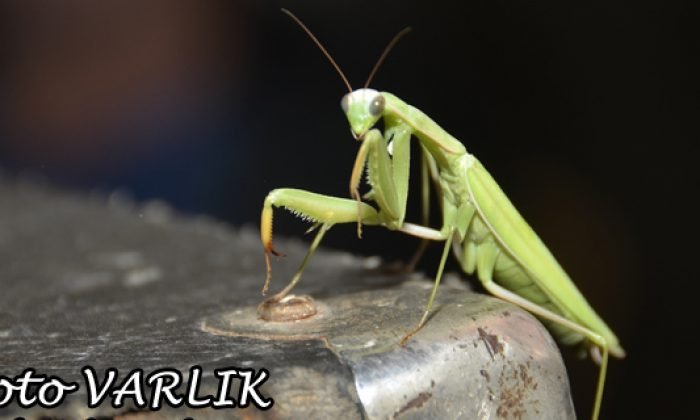 17 Haziran Günün Fotoğraf