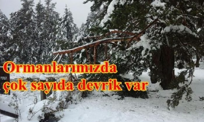 Ormanlarımızda çok sayıda ağaç devrildi