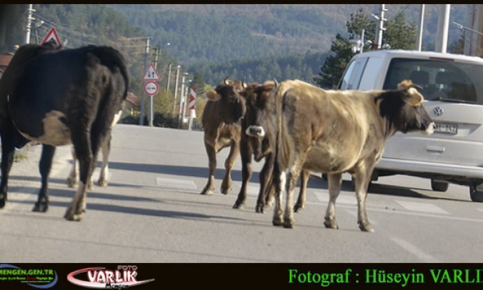 3 Aralık Günün Fotoğrafı