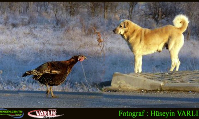 8 Aralık Günün Fotoğrafı