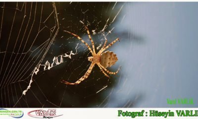 9 Kasım Günün Fotoğrafı