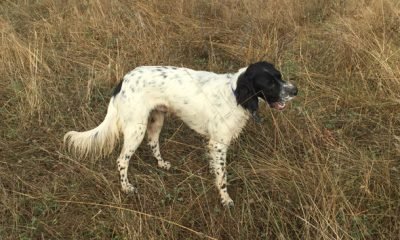 Kayıp setter cinsi köpek  (BULUNDU)