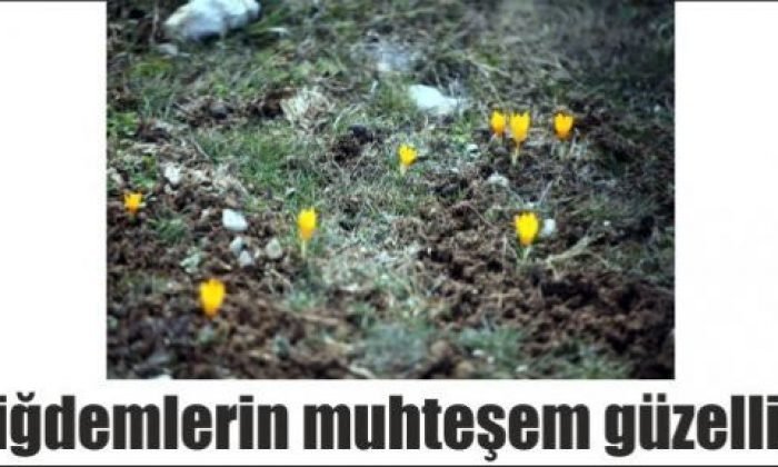 Çiğdemlerin muhteşem güzelliği