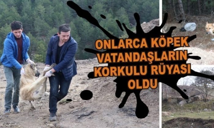 ONLARCA KÖPEK VATANDAŞLARIN KORKULU RÜYASI OLDU