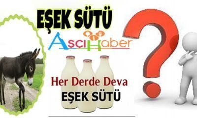 Turizm Sektörünü Bıraktı Eşek Sütü Üretimine Başladı