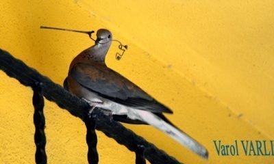 3 Nisan Günün Fotoğrafı
