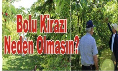 Bolu Kirazı Neden Olmasın?