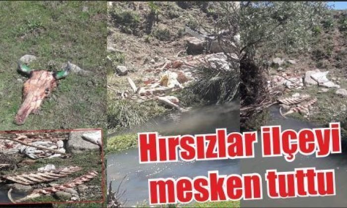 Hırsızlar ilçeyi mesken tuttu