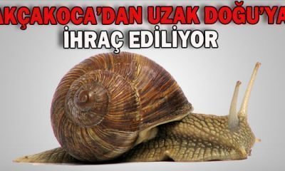 Akçakoca’dan Uzak Doğu’ya salyangoz ihracatı