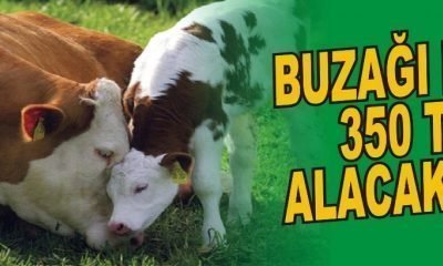 BUZAĞI BAŞI 350 TL ALACAKLAR
