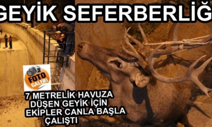 350 KİLOLUK GEYİK İÇİN SEFERBER OLUNDU