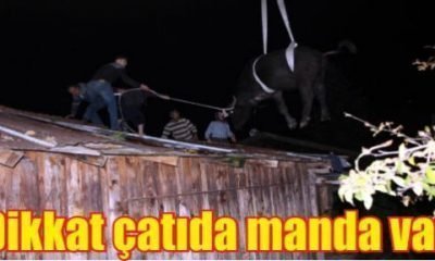 Dikkat Çatıda Manda Var-Bolu Olay-