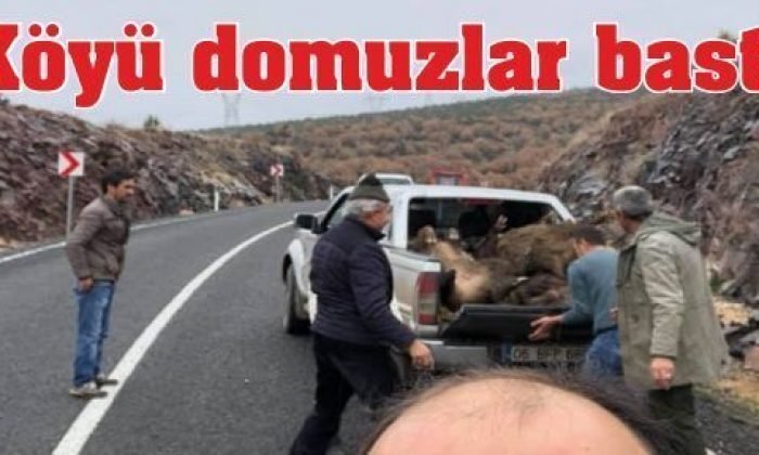 Köyü Domuzlar Bastı