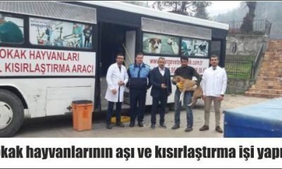 Göynük’de Sokak Hayvanlarına Aşı ve Kısırlaştırma Yapıldı
