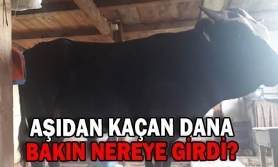 MENGEN’DE “AŞIDAN KAÇAN” DANA EVE GİRDİ