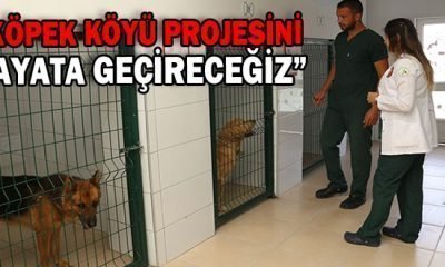 “KÖPEK KÖYÜ PROJESİNİ HAYATA GEÇİRECEĞİZ”