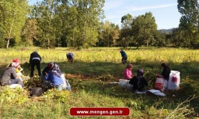 MENGEN’DE FASULYE HASADI BAŞLADI